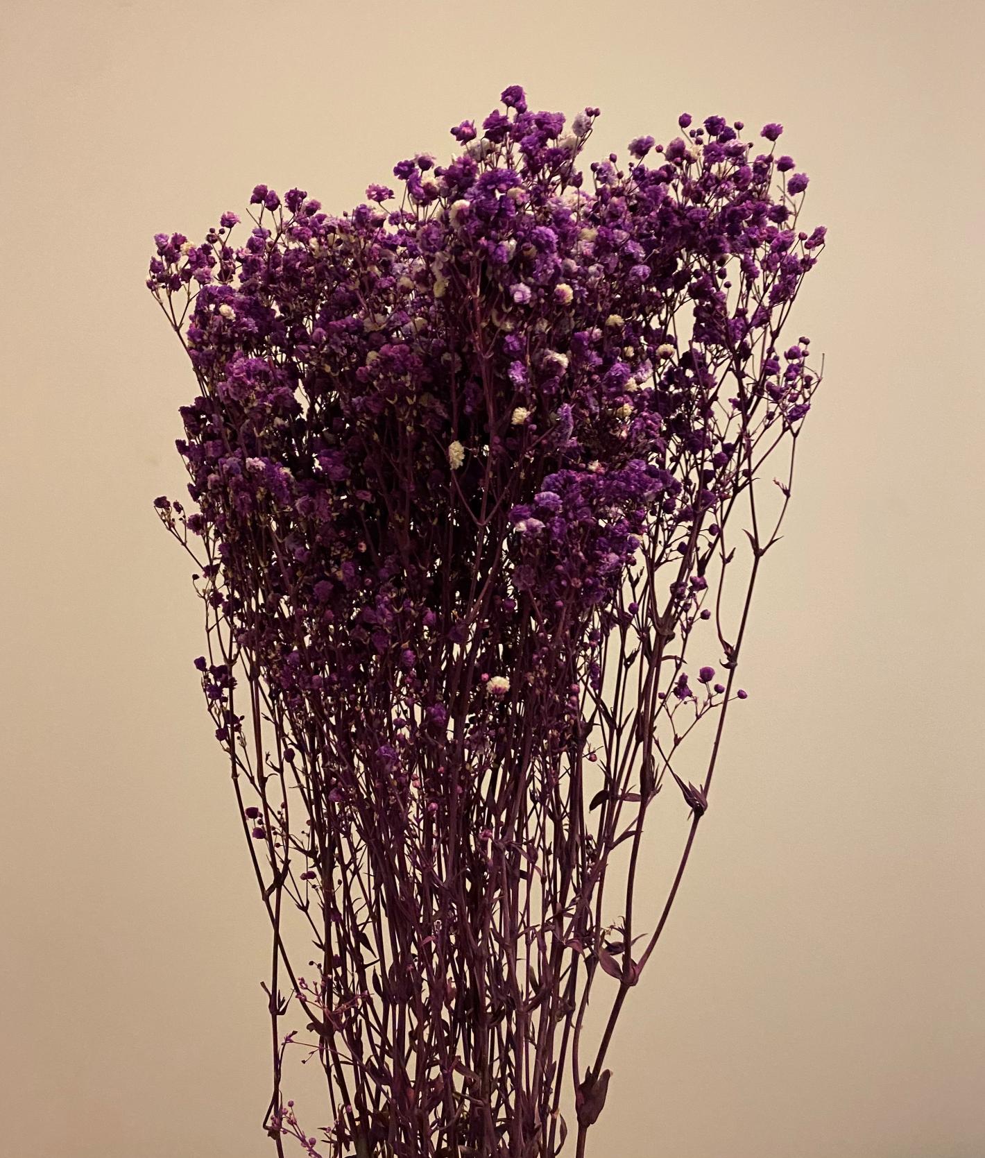 Purple Baby's Breath