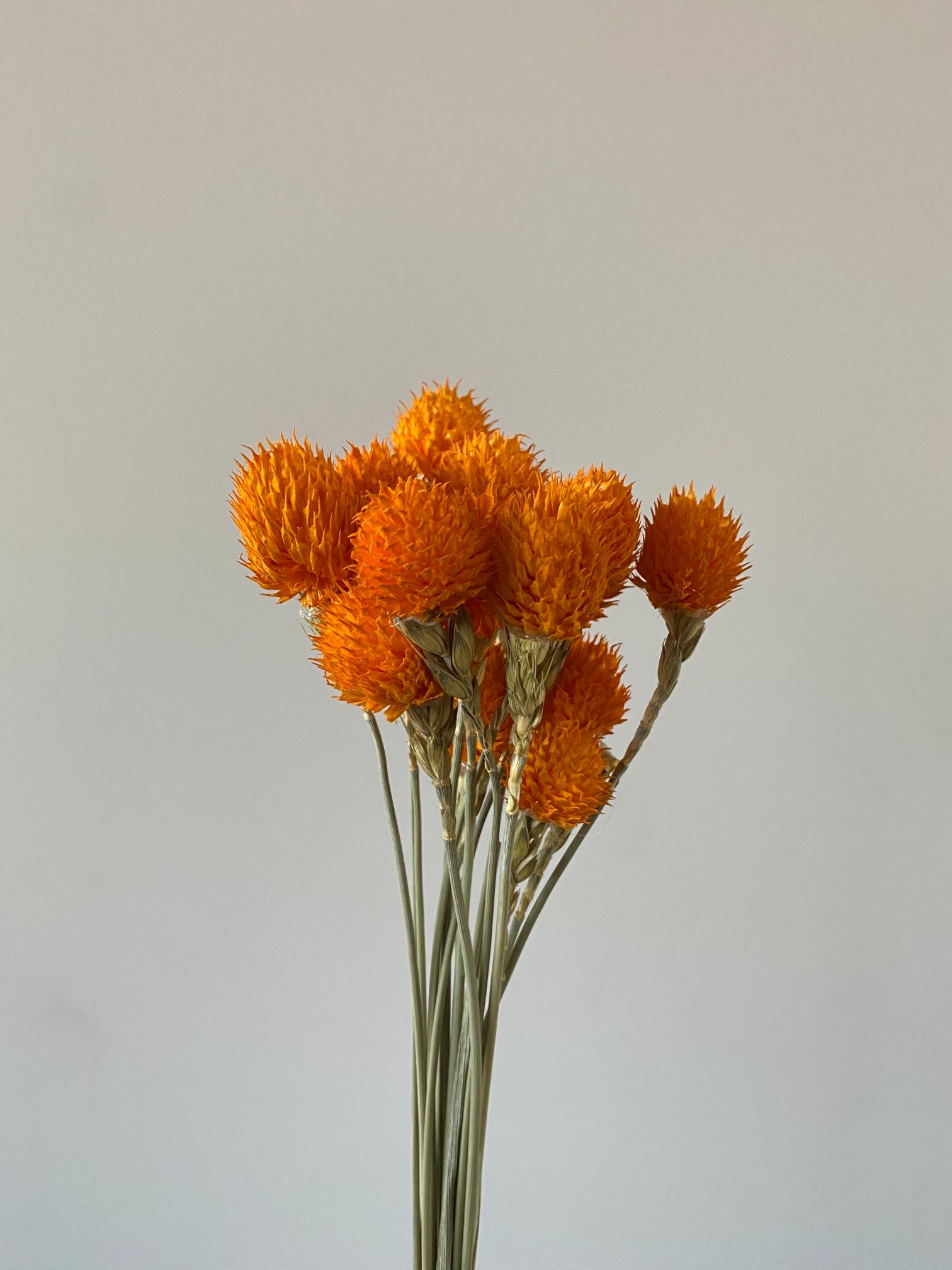 Orange Globe Amaranth - Golden Touch Flowers