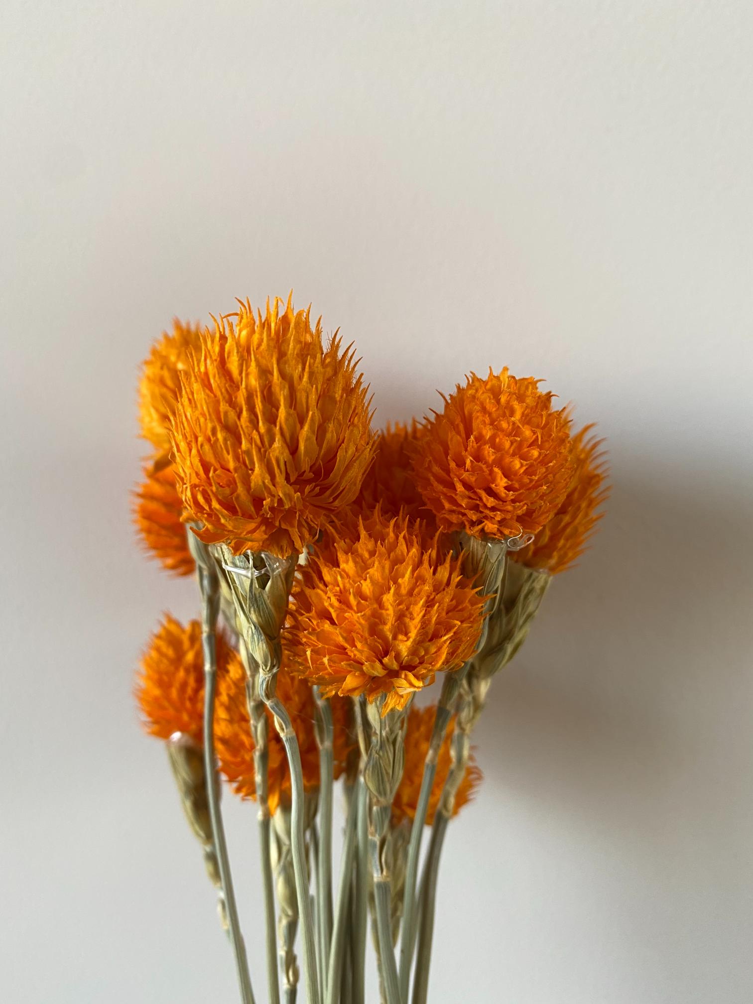 Orange Globe Amaranth - Golden Touch Flowers